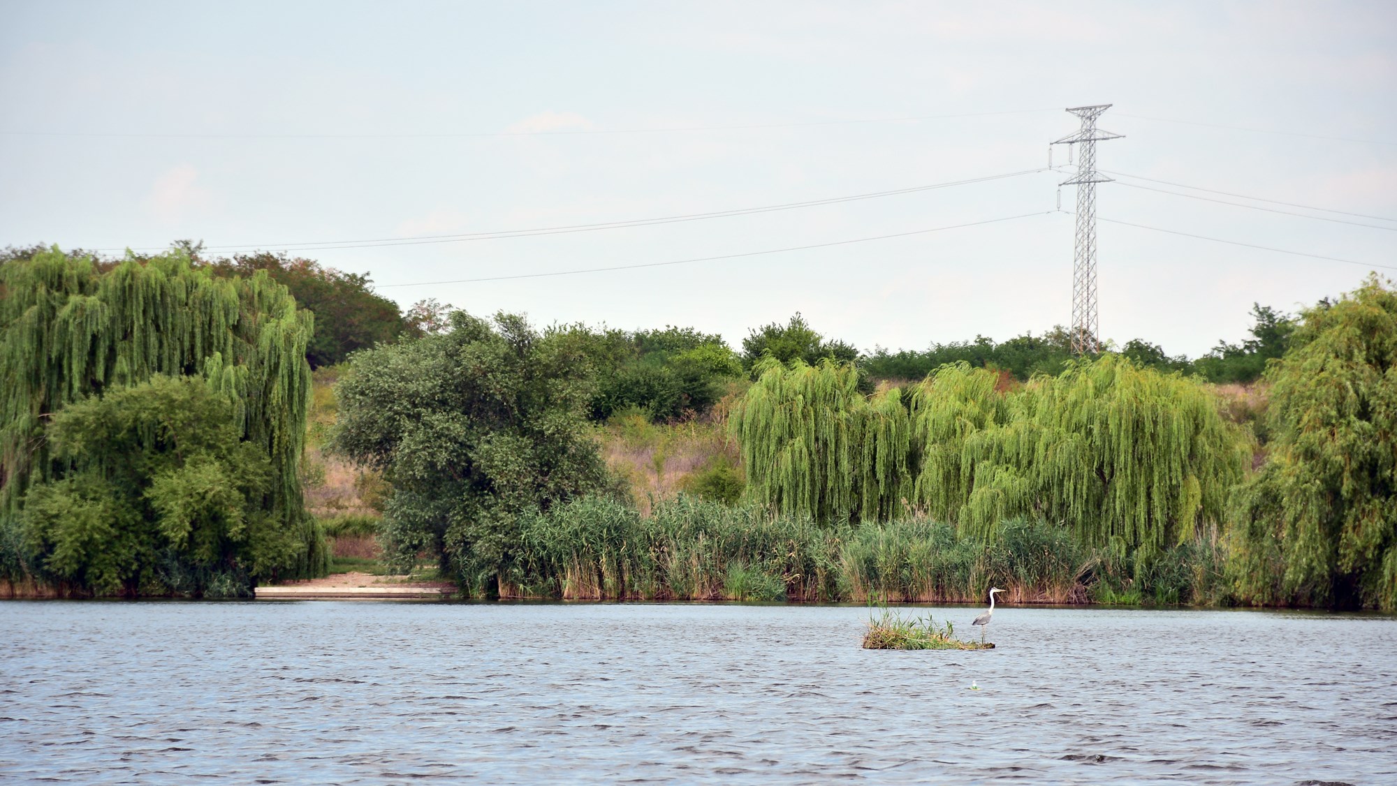 Tancabesti 5 august 2022 - DSC7800.jpg